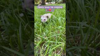 Hedgehog adventures❤️  cuteanimalsdaily cutepets hedgies hedgehoglife canadalife pnw cute [upl. by Obaza]