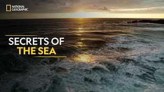 Secrets of the Sea  Hostile Planet  Full Episode S01E02  हिन्दी  National Geographic [upl. by Runkle525]