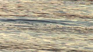 AlaskaJuneauMarbled Murrelet2012June [upl. by Cody28]