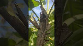 👀🥺🦎 Garden lizard Calotes versicolor lizard asmr nature animallover cinematic shorts [upl. by Ojiram]