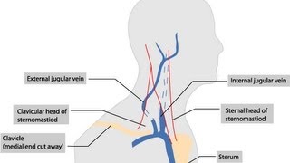 Jugular Venous Distention Explained clearly PART B Jugular venous pressure Waveform [upl. by Huskey636]