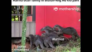 Gang fight broke out between the Zouk and Marina otter family on May 12 in Singapore [upl. by Malcom]