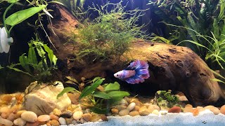 Stars and Stripes Betta “Patriot” Driftwood Planted Aquascape [upl. by Niar]