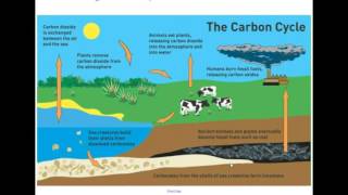 Nutrient Cycles [upl. by Steinberg]