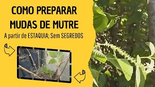 COMO preparar mudas de MUTRE  ALOYSIA VIRGATA a partir de estaquia sem segredos [upl. by Tabitha79]