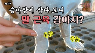 SUB 🐶ep37  승마장 강아지의 말 근육 몸매  the muscular body of a dog on a horseback riding course [upl. by Ocinom]