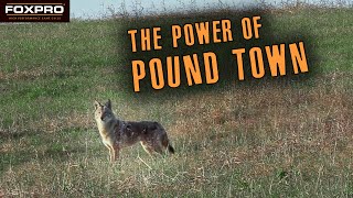 Taking Coyotes to Pound Town [upl. by Marzi]