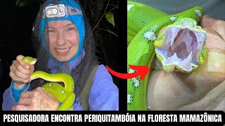 Pesquisadora teve muita sorte de encontrar a rara Periquitambóia na floresta Amazônica  Amy Benzi [upl. by Aihseyt97]