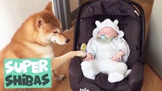 Shiba Inu Compilation 2018  Why Shiba Inus Make the Best Pets [upl. by Donough405]