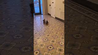 World Famous Peabody Hotel Ducks hlwt shorts travelvlog vlog travel memphis ducks bbq jazz [upl. by Hambley]