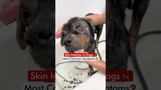 Skin Infection In Dogs 🦮  Most Common Symptoms❓ [upl. by Avat863]