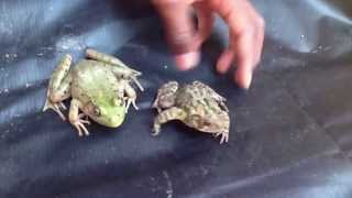 Difference between frog and toad [upl. by Nonad]