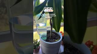 Side effect of Cowbells you’re gonna need a bigger pot plantcare gardeningtips houseplant [upl. by Nortad]