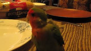 Say Hi to Our Pet Bird [upl. by Maryly]