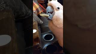 Cockatoo puts quotcoinsquot in the quotbankquot birds [upl. by Neirol]