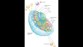 5 General HistologyNucleusfor dental students [upl. by Ecirtel771]