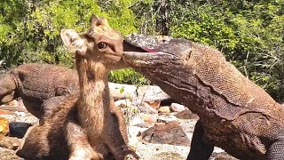 Explore 15 Komodo Dragons Swallowing Animals [upl. by Amyaj882]