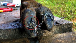 Ep53 Experts use stone to treat cows foot  THE CLEANING and CUTTUNG [upl. by Banebrudge806]