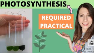 Alevel Biology PHOTOSYNTHESIS REQUIRED PRACTICAL  AQA required practical 8 aim method conclusion [upl. by Paige]