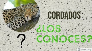 CORDADOS  Su origen según Garstang DivulgaciónCientífica [upl. by Akinuahs619]