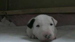 Bull terrier puppy [upl. by Vernita956]