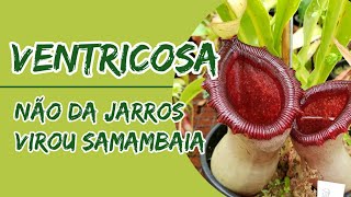 Nepenthes Ventricosa  Como fazer dar jarros [upl. by Connor801]