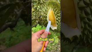 බිසෝවරු අඩවපු දූරියන්  Durian durian durianfruit nirotv [upl. by Dorothi938]