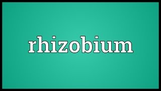 Rhizobium Meaning [upl. by Truman]