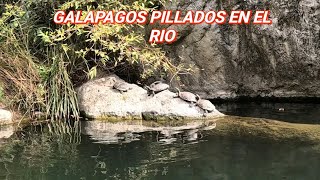 Galápagos pillados por sorpresa tomando el Solecito [upl. by Eriam]