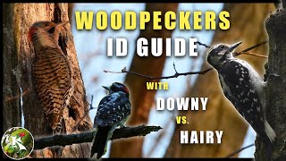 The 7 Woodpeckers of the DMV DC Maryland amp Virginia  Koaws Version [upl. by Allegna]