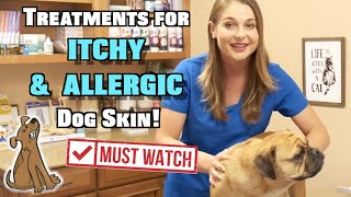 Treat Itchy and Allergic Dog Skin  MUST WATCH [upl. by Harifaz388]