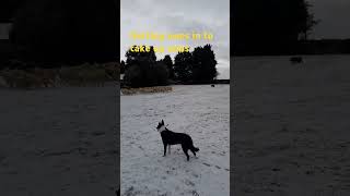 Cold weather for moving sheep snow sheepfarming sheep shepard colliedog farming farm [upl. by Jillene]