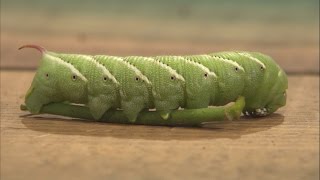 QampA  Where do tomato hornworms come from [upl. by Valerle621]