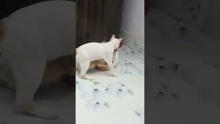 My sweet cat 😺😺 trending riles status peat popular 2024 vlog TSeriesBhaktiSagar [upl. by Eidob]