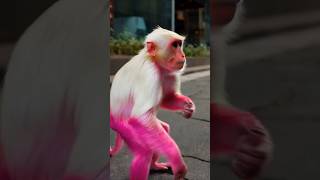 The Pink Monkey Loves to Dance to Music shortvideo [upl. by Sevein]