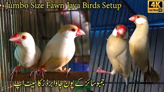 Jumbo Size Fawn Java Sparrows Birds Breeding Setup Karachi 2023  Unique and Rare Fawn Java Birds [upl. by Golda]