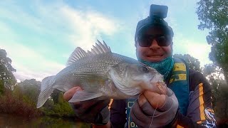 PTP Fishing  Chasing escapee bass [upl. by Adian]