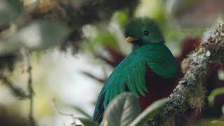 Libro quotUn quetzal una moneda un siglo Cien años de nuestra unidad monetariaquot [upl. by Pytlik674]