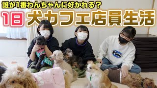 【1日職業体験】３人の中で誰が1番わんちゃんに好かれて仲良くなれる？？1日犬カフェ店員生活やってみた結果・・・【24時間】 [upl. by Michelsen]