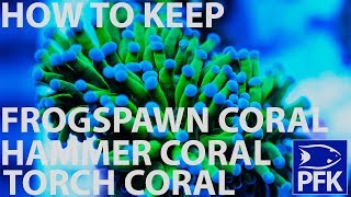 How to take care of Torch Hammer and frogspawn coral  Euphyllia genus [upl. by Mccarthy]