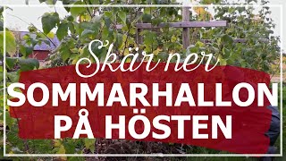 Skär ner sommarhallon på hösten [upl. by Erastes166]