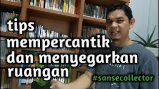 Tips Penempatan Sansevieria Dalam Ruangan [upl. by Anotyal917]