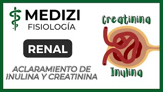 Fisiología Renal  Aclaramiento de Inulina y Creatinina Depuración o Clearance IGdoctorpaiva [upl. by Navada]