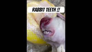 Rabbit teeth and claws can’t extremely injure your snake if fed live I olny feed them frozen thawed [upl. by Lleda712]