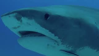 Bahamas Tiger Sharks Compilation 4 [upl. by Ecirahs]