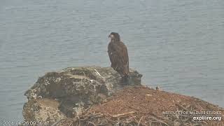 West End Bald Eagles 06262024 2313 [upl. by Natsirt162]