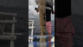 Fishermen use fresh squid as bait to catch the best seafood shorts WorldDiscovery Animal [upl. by Norraj]