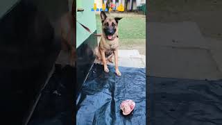 Freezer chicken Dog food viralvideo germanshepherdtraining pettrainning youtubeshorts [upl. by Vas158]