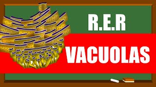 🔴RETÍCULO ENDOPLASMÁTICO Y LAS VACUOLAS🟠 [upl. by Weldon255]