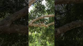 Macaques SLAP Giant Squirrel with Slaps Nature [upl. by Neened]